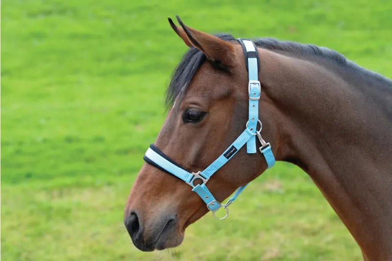 Horse Wear Protack Headcollar Nylon